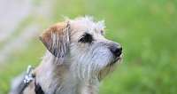 Bild zeigt Pelle, den Hund